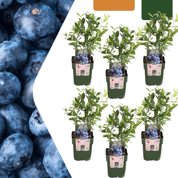 6x Organic Blueberry Plants (Vaccinium corymbosum)