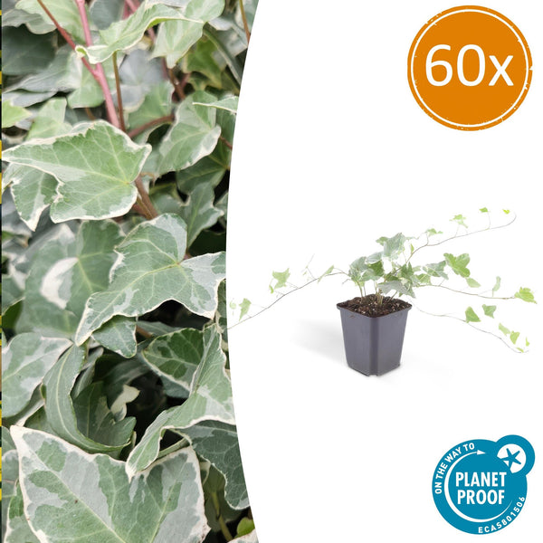 60x Hedera helix 'Glacier' — Variegated Ivy Pack