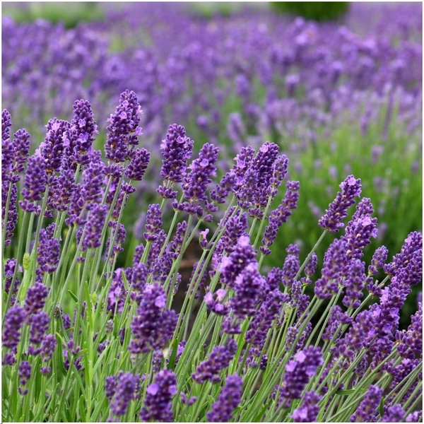 60x Lavandula angustifolia 'Hidcote' — Compact English Lavender