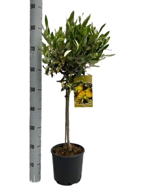Olea europaea — Mediterranean Olive on Stem 90 cm