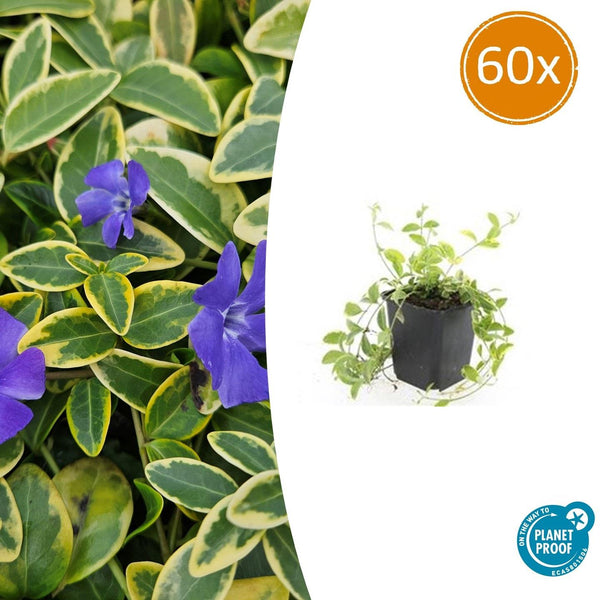 60x Vinca minor 'Aureovariegata' — Golden Periwinkle